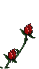 flower13.gif (12264 octets)